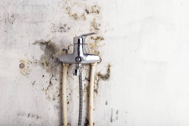 Best Commercial Mold Removal  in League City, TX