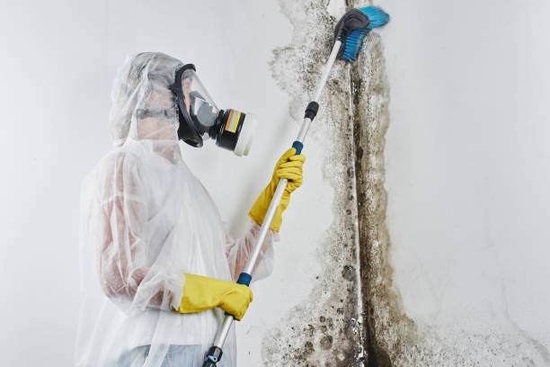 Best Mold Remediation  in League City, TX