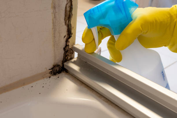 Best Mold Cleaning Services  in League City, TX