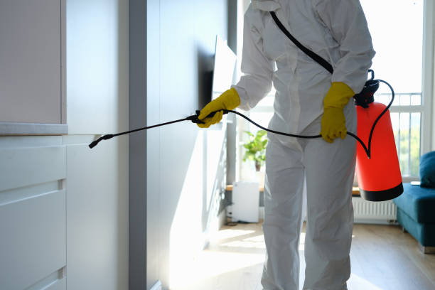 Best Mold Removal Process  in League City, TX