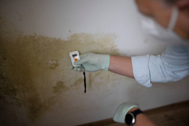 Best Local Mold Removal Service  in League City, TX