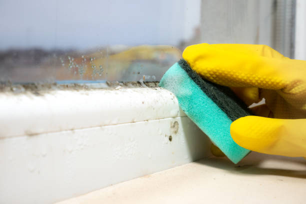 Best Emergency Mold Removal  in League City, TX