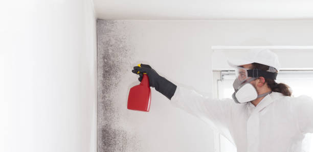 Best Mold Damage Repair  in League City, TX