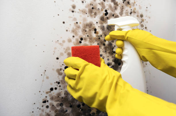 Reliable League City, TX Mold Removal Solutions