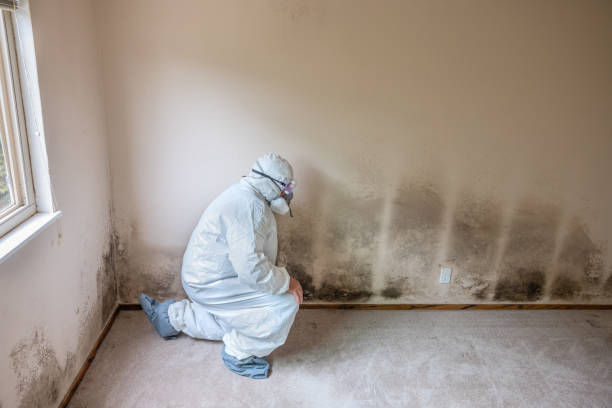 Best Home Mold Removal  in League City, TX