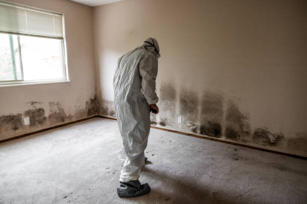 Best Crawl Space Mold Removal  in League City, TX