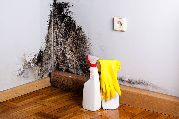 Best Commercial Mold Removal  in League City, TX