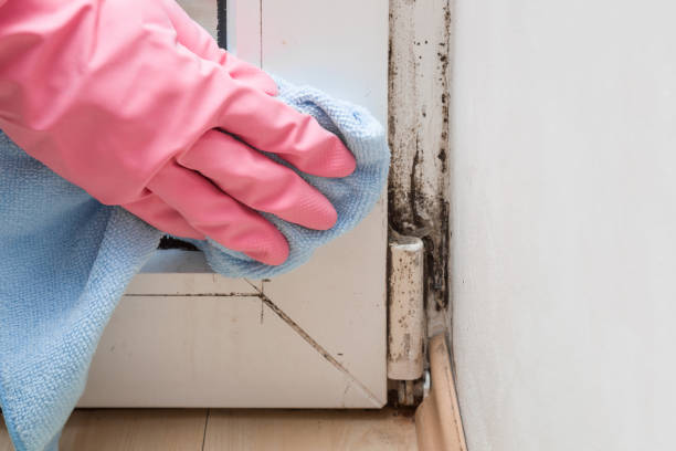 Best Certified Mold Removal  in League City, TX