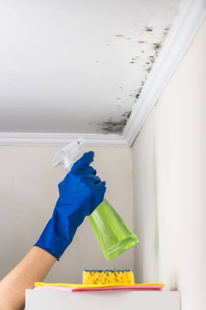 Best Residential Mold Removal  in League City, TX