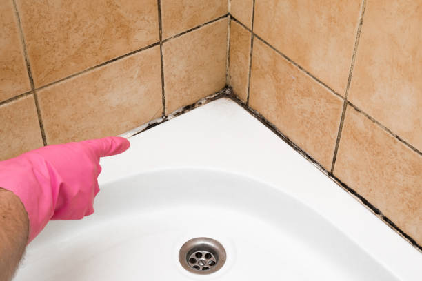  League City, TX Mold Removal Pros